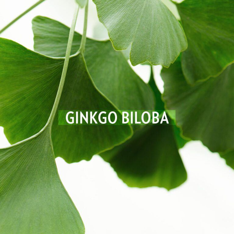derma ginkgo (1)
